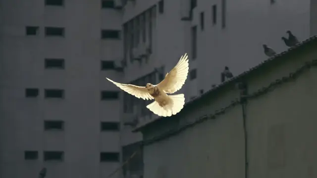Peace